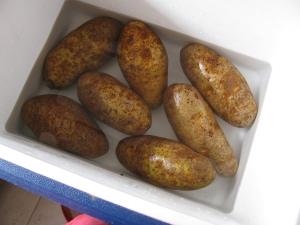 kh6wz-Potato 008